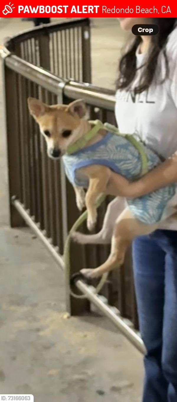 Lost Male Dog last seen Redondo Beach Pier, Redondo Beach, CA 90277