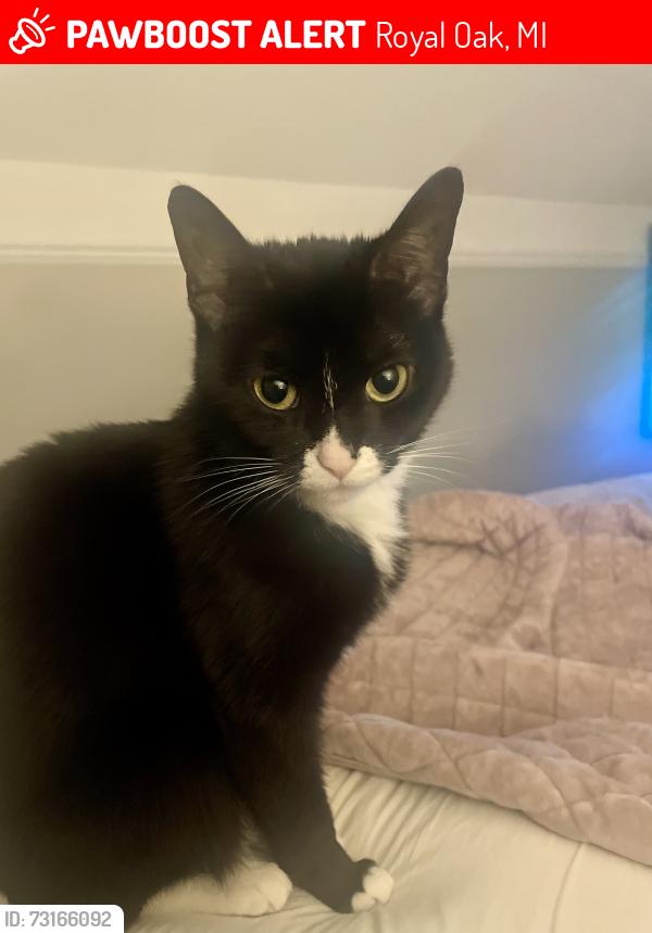 Lost Female Cat last seen Hunter Ave and Woodward, Royal Oak, MI 48073