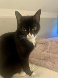 Lost Female Cat last seen Hunter Ave and Woodward, Royal Oak, MI 48073