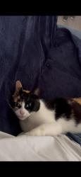 Found/Stray Female Cat last seen Bradfield Road, Crewe, Cheshire, Cheshire East, England 