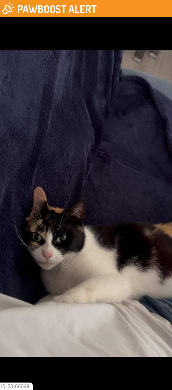 Found/Stray Female Cat last seen Bradfield Road, Crewe, Cheshire, Cheshire East, England 