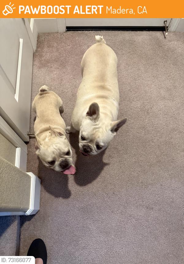 Found/Stray Female Dog last seen Olive and knox, Madera, CA 93638