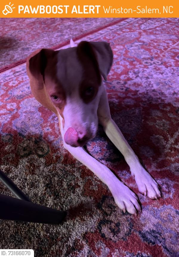 Found/Stray Male Dog last seen Camel City BBQ, Winston-Salem, NC 27101