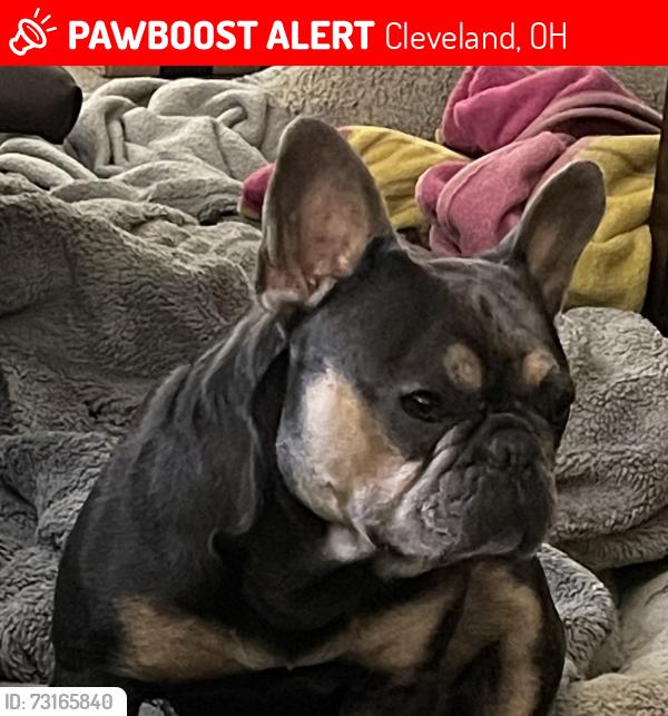 Lost Male Dog last seen Martin Luther King Jr BLVD / Maplerow Ave, Cleveland, OH 44120