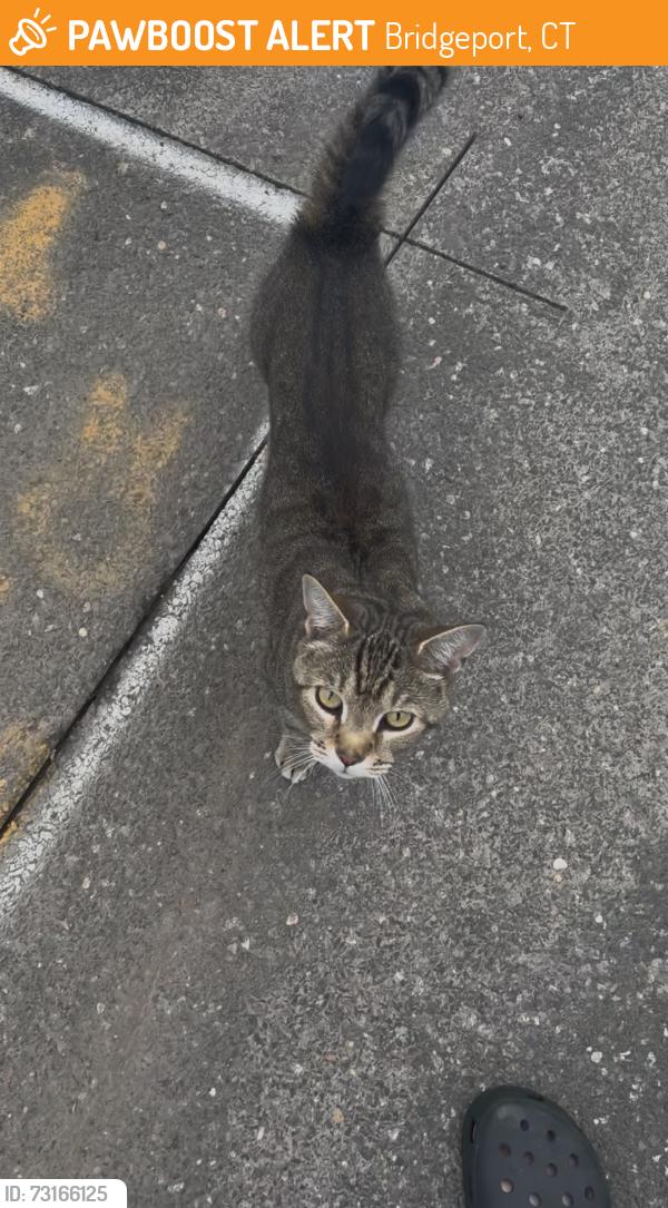 Found/Stray Unknown Cat last seen Victory street and Norland ave cross, Bridgeport, CT 06606