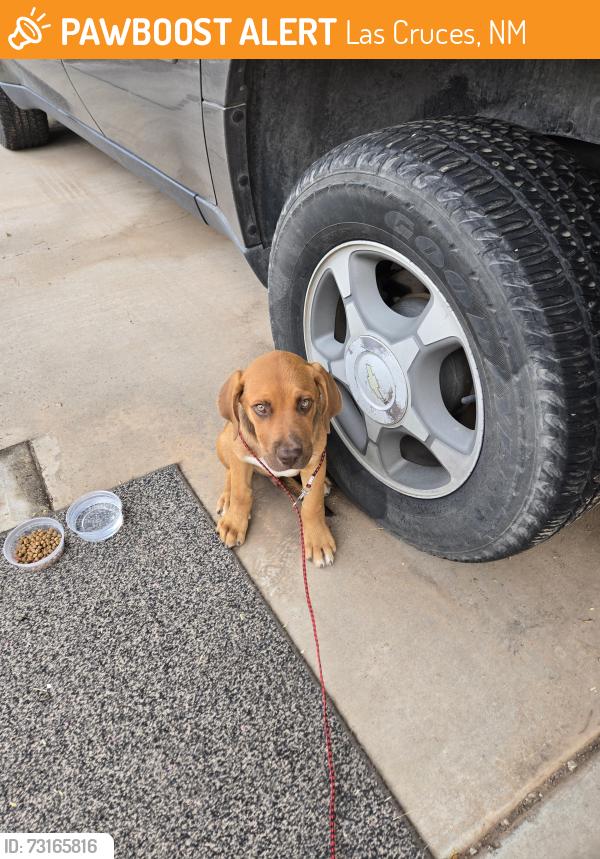 Found/Stray Male Dog last seen Dona Ana Road, Las Cruces, NM 88007