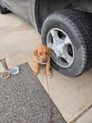 Found/Stray Male Dog last seen Dona Ana Road, Las Cruces, NM 88007