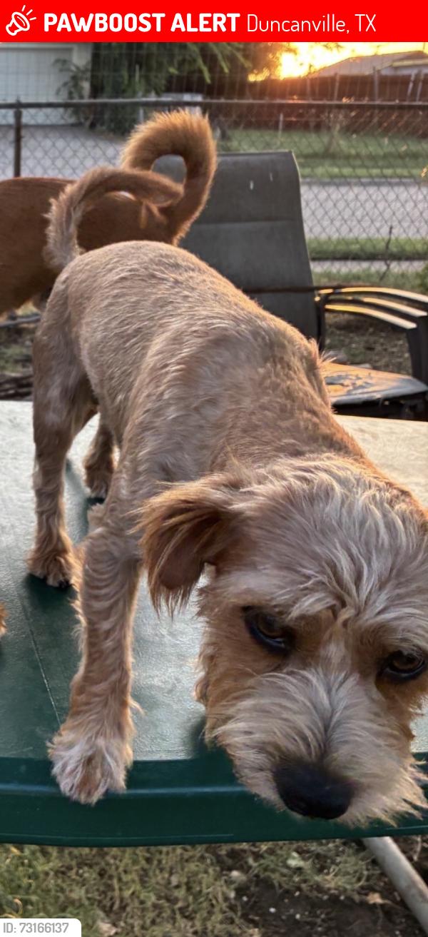 Lost Male Dog last seen Camp Wisdom Rd by the Olive Garden, Duncanville, TX 75116