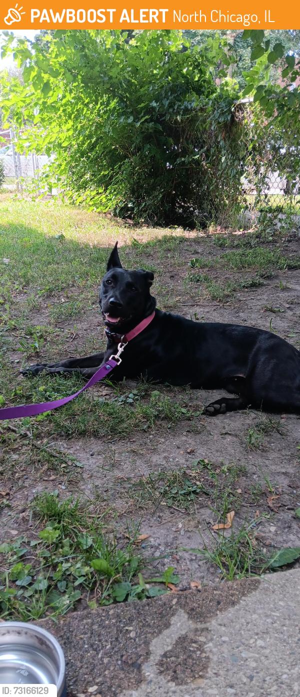 Found/Stray Female Dog last seen Lincoln st and Argonne St, North Chicago, IL 60064