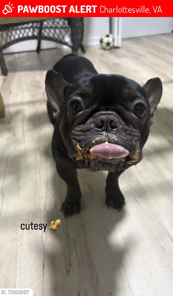 Lost Male Dog last seen Hollymead Square s, Charlottesville, VA 22911