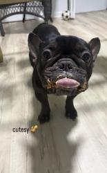 Lost Male Dog last seen Hollymead Square s, Charlottesville, VA 22911