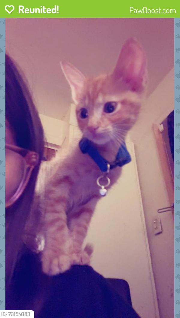 Reunited Male Cat last seen Near Zuni Rd SE, Albuquerque, NM 87108, Albuquerque, NM 87108