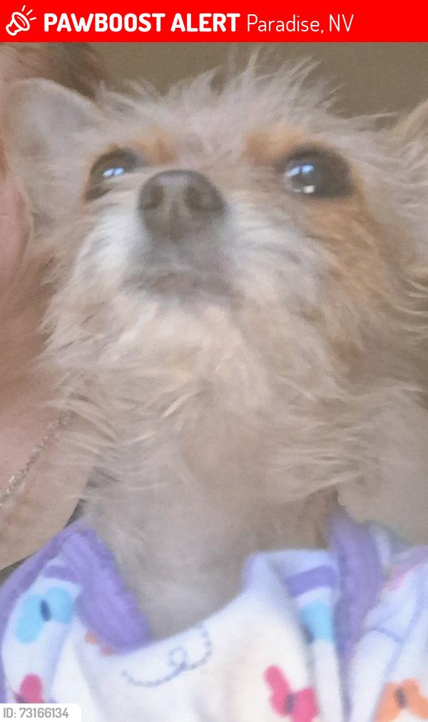 Lost Female Dog last seen Hazelwood and Twain, Paradise, NV 89119