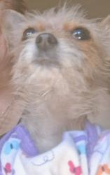 Lost Female Dog last seen Hazelwood and Twain, Paradise, NV 89119