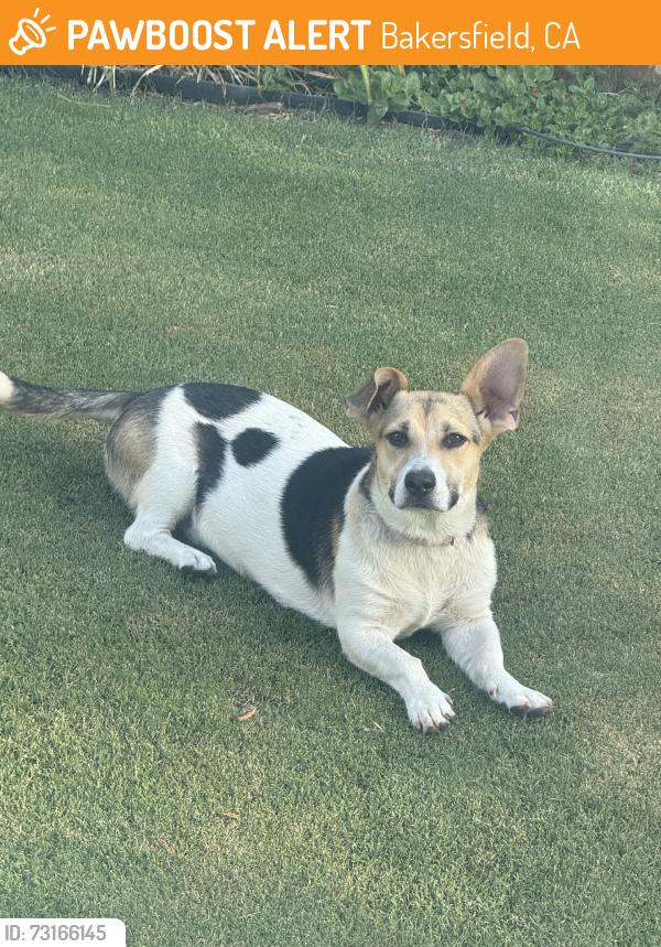 Found/Stray Female Dog last seen Morning Drive/Niles, Bakersfield, CA 93306