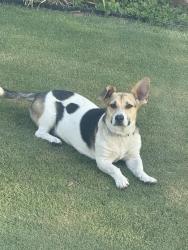 Found/Stray Female Dog last seen Morning Drive/Niles, Bakersfield, CA 93306