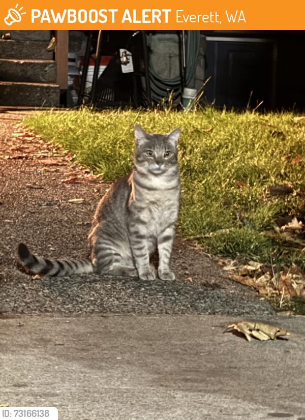 Found/Stray Unknown Cat last seen Alley between Norton and Grand, 33rd and 34th, Everett, WA 98201