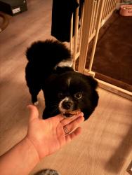 Lost Male Dog last seen Homes, Bloomfield, NJ 07003