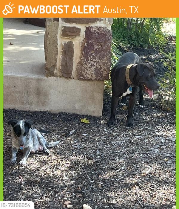 Found/Stray Unknown Dog last seen Near stray dogs seen on Senda Lane Austin TX 78725. Both have rabies tags but no phone number or names., Austin, TX 78725