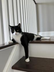 Lost Male Cat last seen Croton Falls Road, Drewville Road, Carmel Hamlet, NY 10512