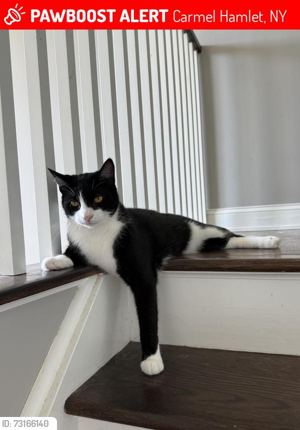 Lost Male Cat last seen Croton Falls Road, Drewville Road, Carmel Hamlet, NY 10512