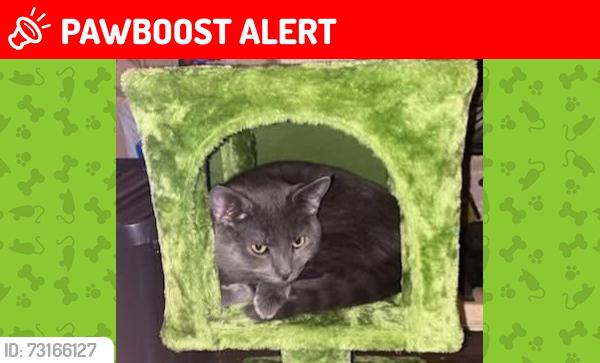 Lost Male Cat last seen Holyhead rd new inns close, Handsworth, England 