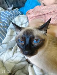 Lost Female Cat last seen Sevilla park,Huron,Freshco, London, ON N5Y 4K2