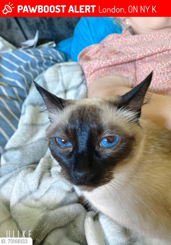 Lost Female Cat last seen Sevilla park,Huron,Freshco, London, ON N5Y 4K2
