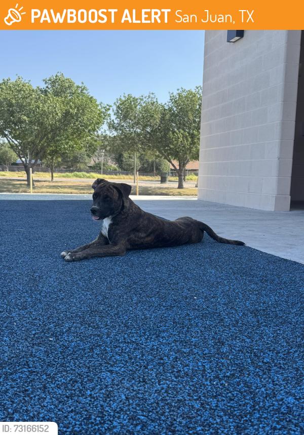 Found/Stray Female Dog last seen Bears train by the restrooms laying down being a good girl, San Juan, TX 78589
