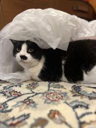 Lost Female Cat last seen 21st & Market Oakland, Oakland, CA 94607