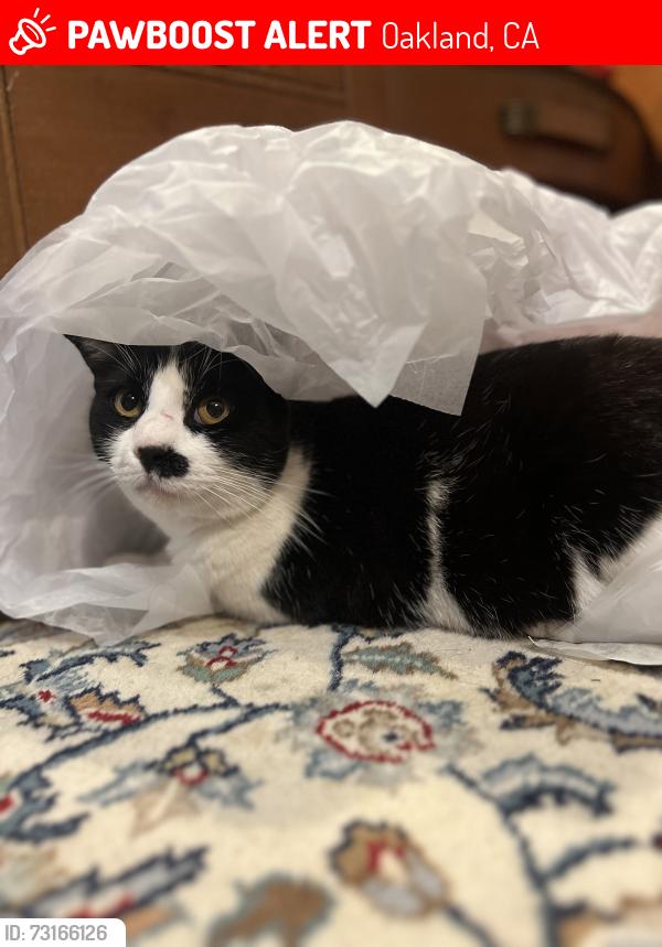Lost Female Cat last seen 21st & Market Oakland, Oakland, CA 94607