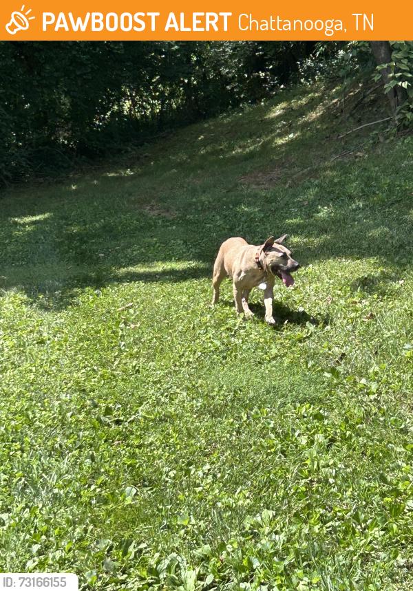 Found/Stray Female Dog last seen Stringer Street, Chattanooga, TN 37405
