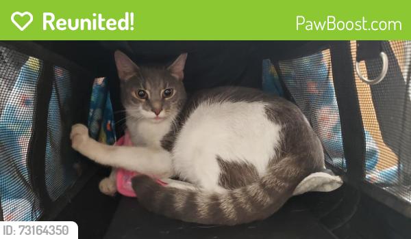 Reunited Female Cat last seen Near SW 37th Strret, Davie, FL 33314