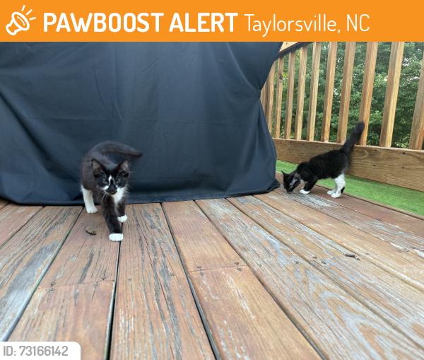 Found/Stray Unknown Cat last seen County Home rd towards Millersville end, Taylorsville, NC 28681