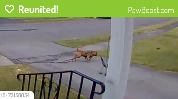 Reunited Unknown Dog last seen Off of James Street near the Palace, Syracuse, NY 13206