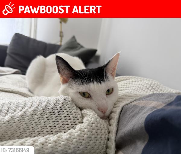 Lost Female Cat last seen Allanson road, Wythenshawe, England 