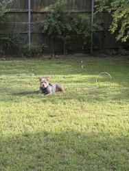 Lost Female Dog last seen E Lynwood LN, Longview, TX 75604