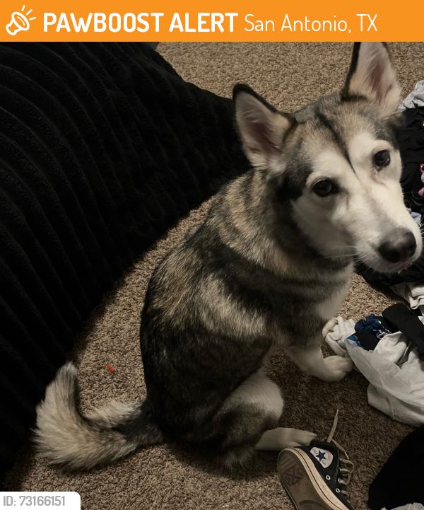 Found/Stray Female Dog last seen Shane road by the baseball fields and ghost tracks, San Antonio, TX 78223