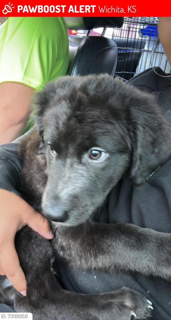 Lost Male Dog last seen Near s Waco ave, Wichita, KS 67213