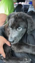 Lost Male Dog last seen Near s Waco ave, Wichita, KS 67213