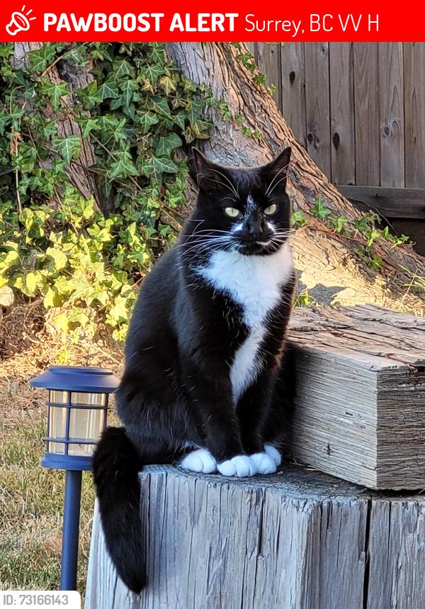 Lost Female Cat last seen 121st and 97a ave, Surrey, BC V3V 2H1