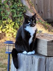 Lost Female Cat last seen 121st and 97a ave, Surrey, BC V3V 2H1