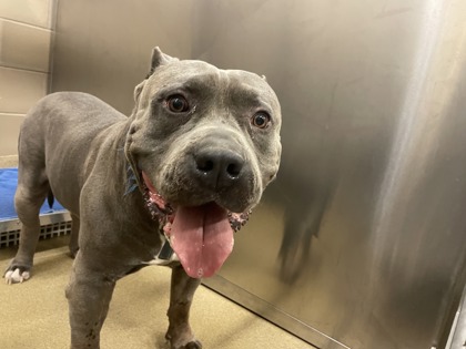 Shelter Stray Male Dog last seen Adelita Townhomes, Desoto, TX, 1150 E Pleasant Run Rd, Cedar Hill, TX 75104, USA