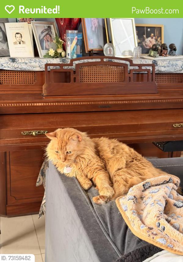 Reunited Male Cat last seen SW 96th Street and SW 157th ave, Miami, FL 33196