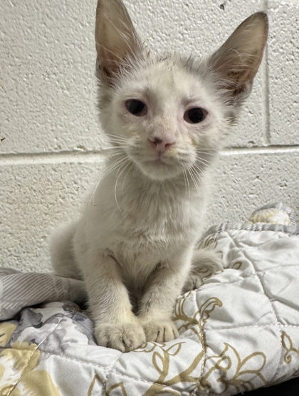 Shelter Stray Male Cat last seen Near Walker Springs Rd, City of Knoxville ASO, TN, 3201 Division St, Knoxville, TN 37919, USA