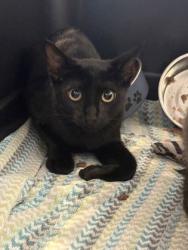 Shelter Stray Unknown Cat last seen Near River Rd, Baton Rouge, LA, 70820, LA, 2550 Gourrier Ave, Baton Rouge, LA 70820, USA