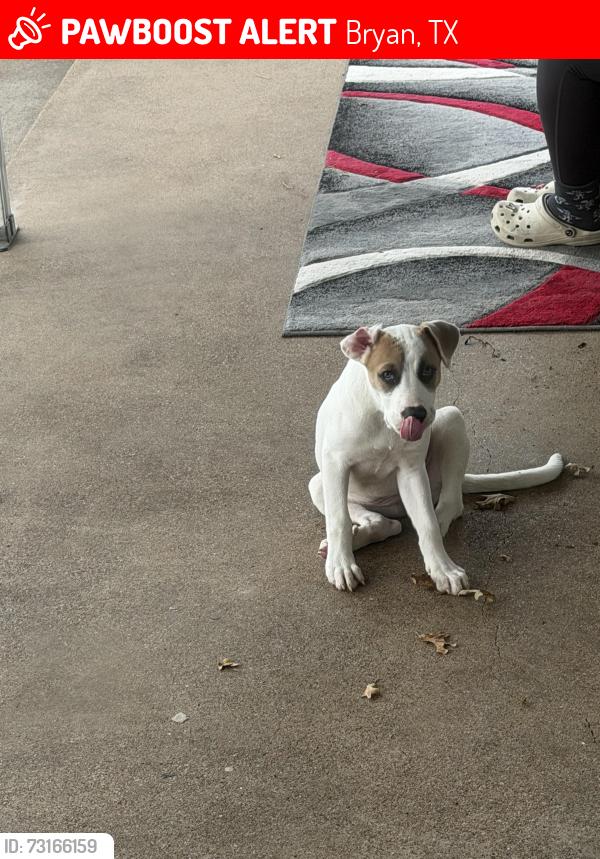 Lost Female Dog last seen Avondale Acenue, Bryan, TX 77802
