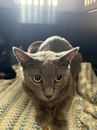 Shelter Stray Female Cat last seen Near River Rd, Baton Rouge, LA, 70820, LA, 2550 Gourrier Ave, Baton Rouge, LA 70820, USA