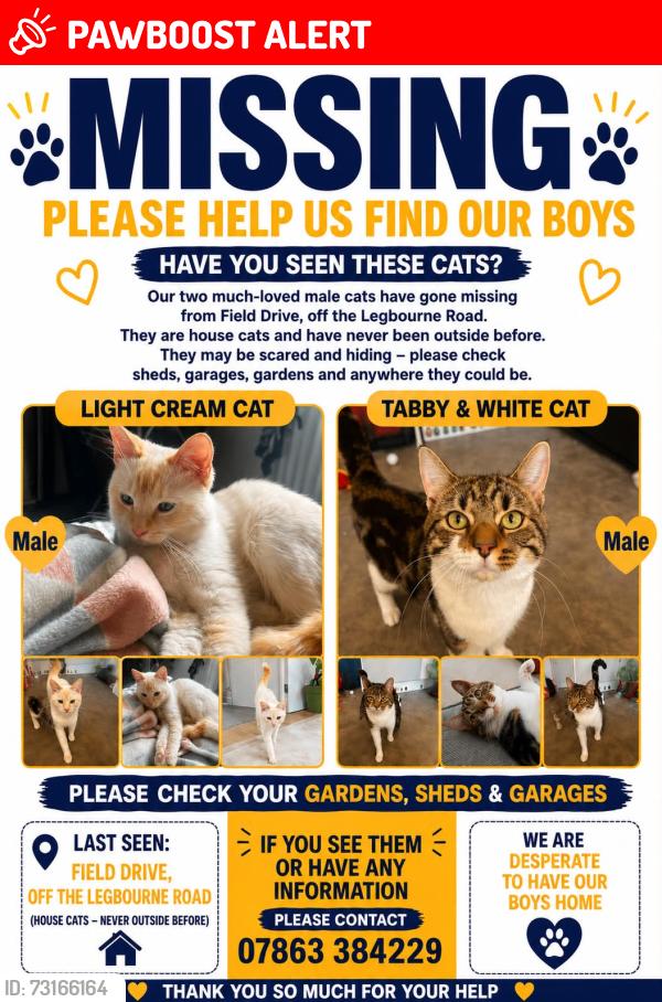 Lost Male Cat last seen Close to field drive, Lincolnshire, England 