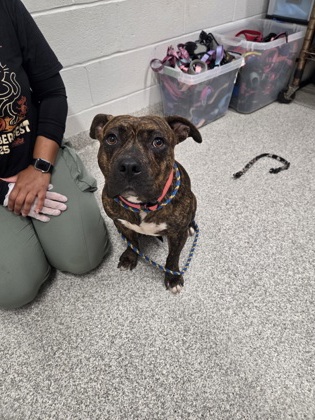 Shelter Stray Male Dog last seen McComas, 21230, MD, 301 Stockholm St, Baltimore, MD 21230, USA